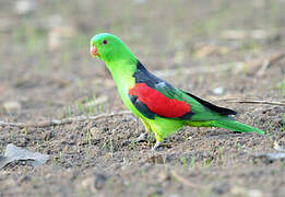 Red-winged Parrot