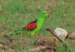 Red-winged Parrot