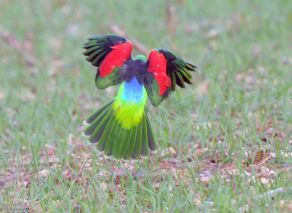 Red-winged Parrot male adult, pigmentation, Flight, Behaviour