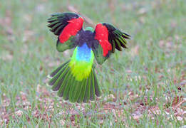 Red-winged Parrot