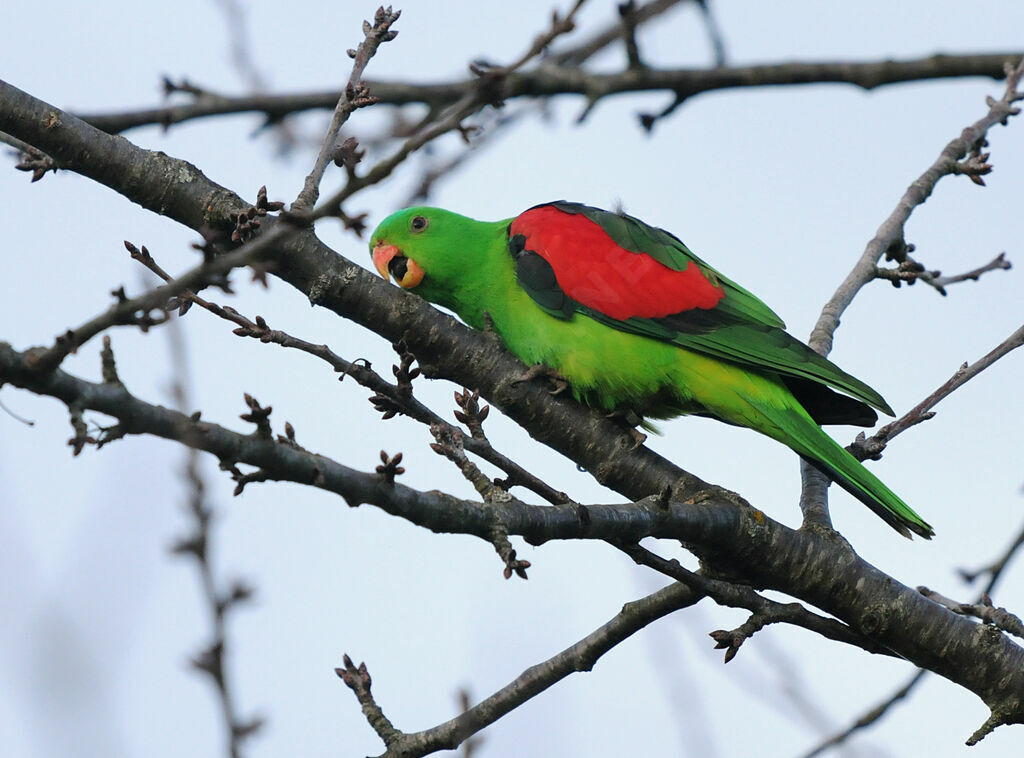 Red-winged Parrot