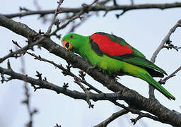 Red-winged Parrot