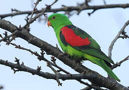 Red-winged Parrot