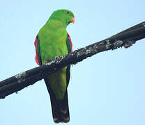 Red-winged Parrot