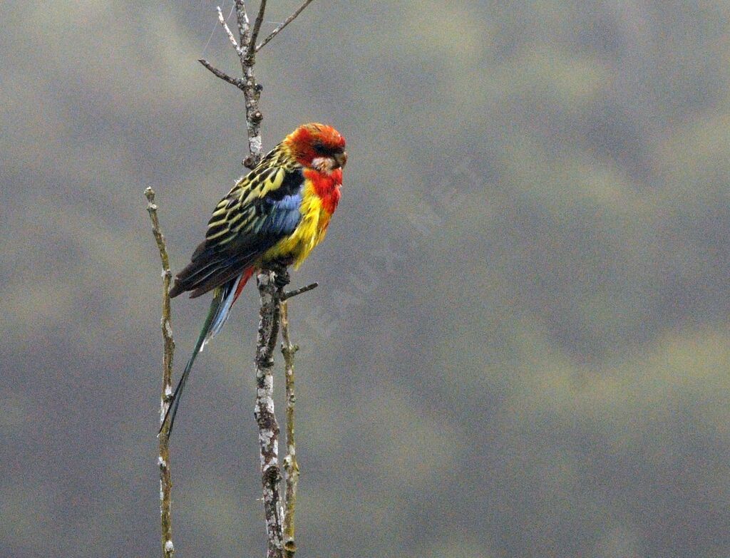 Eastern Rosella