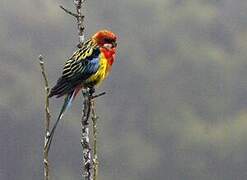 Eastern Rosella