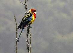 Eastern Rosella