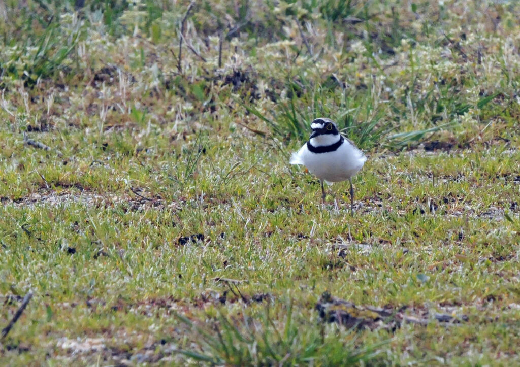 Little Ringed Ploveradult breeding