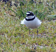 Little Ringed Plover