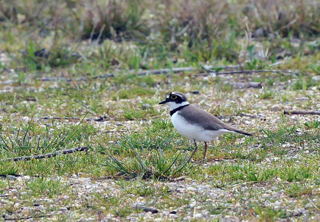 Little Ringed Ploveradult breeding