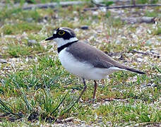 Little Ringed Plover