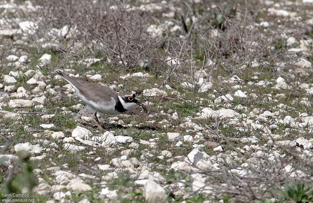 Little Ringed Ploveradult, habitat