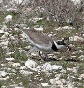 Little Ringed Plover