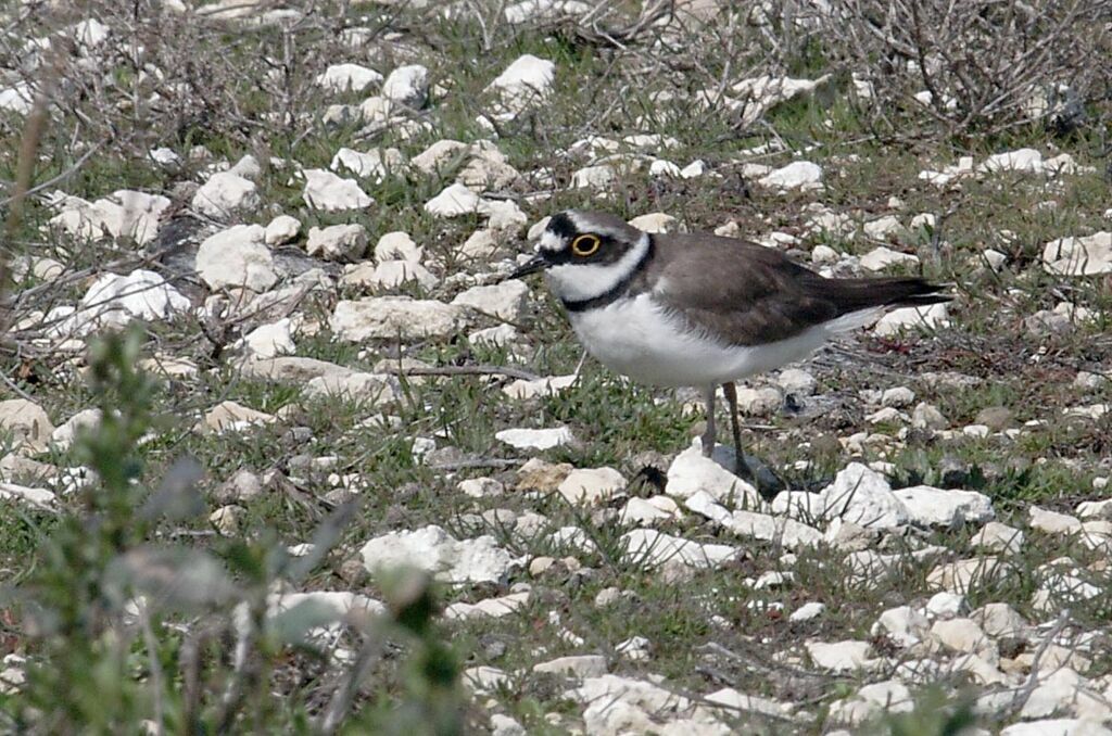 Little Ringed Plover