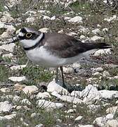 Little Ringed Plover