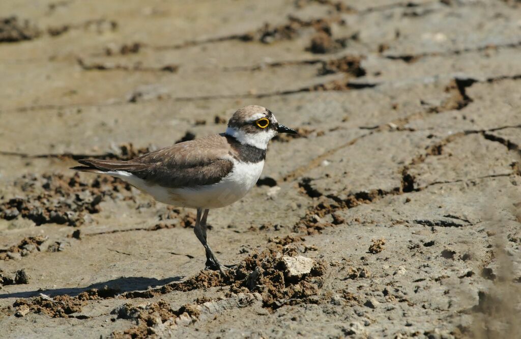 Little Ringed Ploveradult breeding