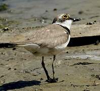 Little Ringed Plover