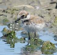 Little Ringed Plover