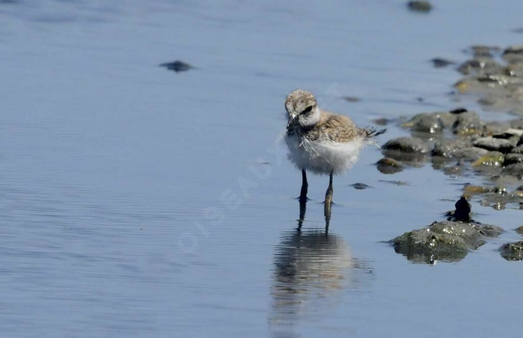 Little Ringed Ploverjuvenile