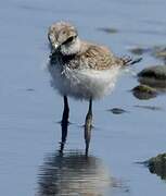 Little Ringed Plover