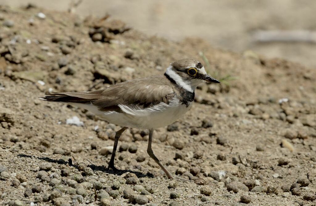 Little Ringed Ploveradult breeding