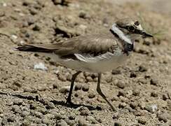 Little Ringed Plover