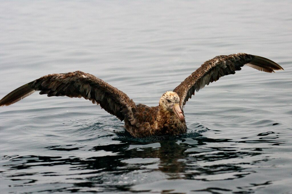 Northern Giant Petrel