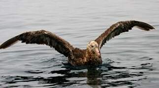 Northern Giant Petrel