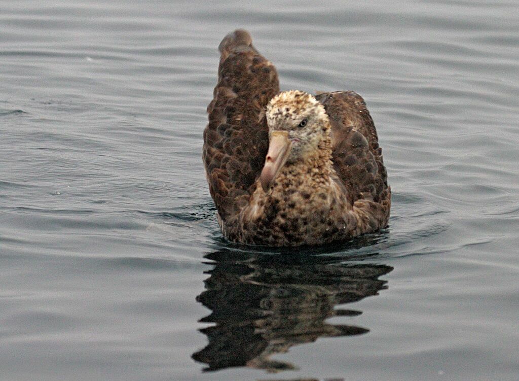 Northern Giant Petrel