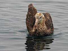 Northern Giant Petrel