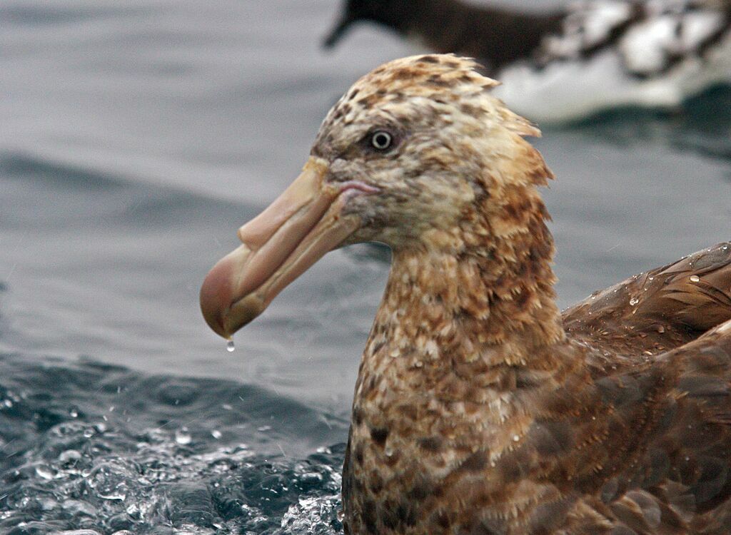 Northern Giant Petrel