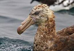 Northern Giant Petrel