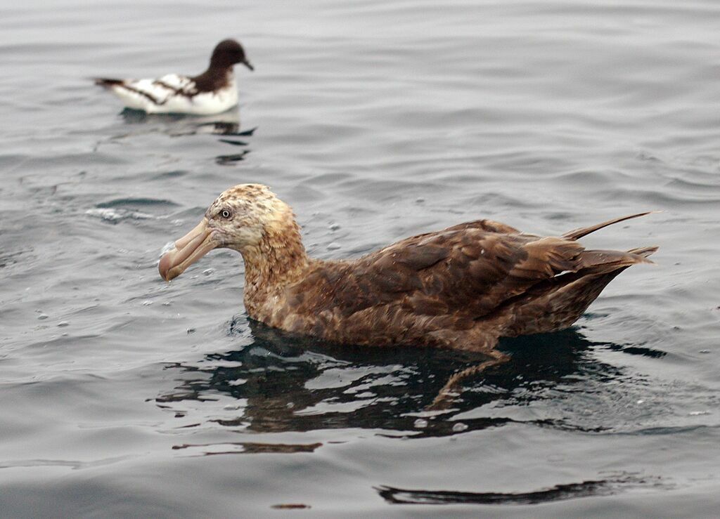 Northern Giant Petrel