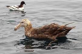 Northern Giant Petrel