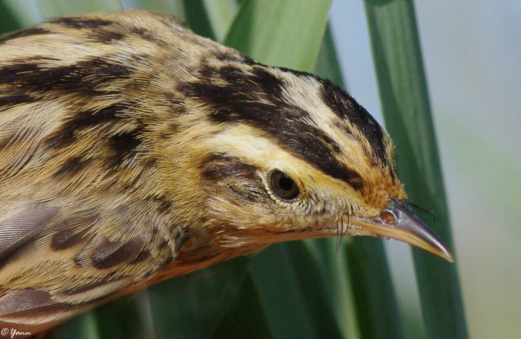 Phragmite aquatique