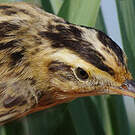 Phragmite aquatique