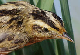 Aquatic Warbler