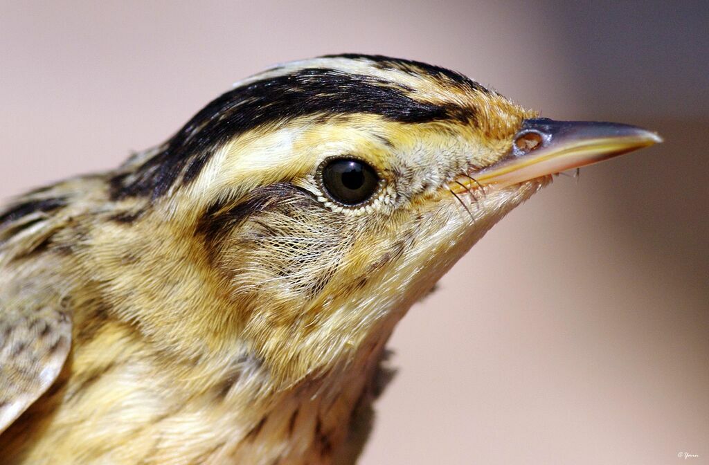 Aquatic Warbler