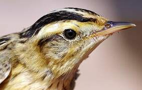 Aquatic Warbler