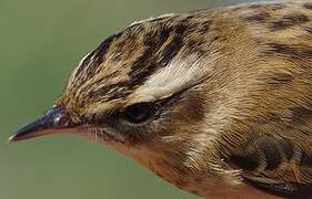 Sedge Warbler