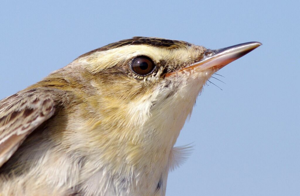 Sedge Warbler