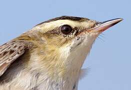 Sedge Warbler