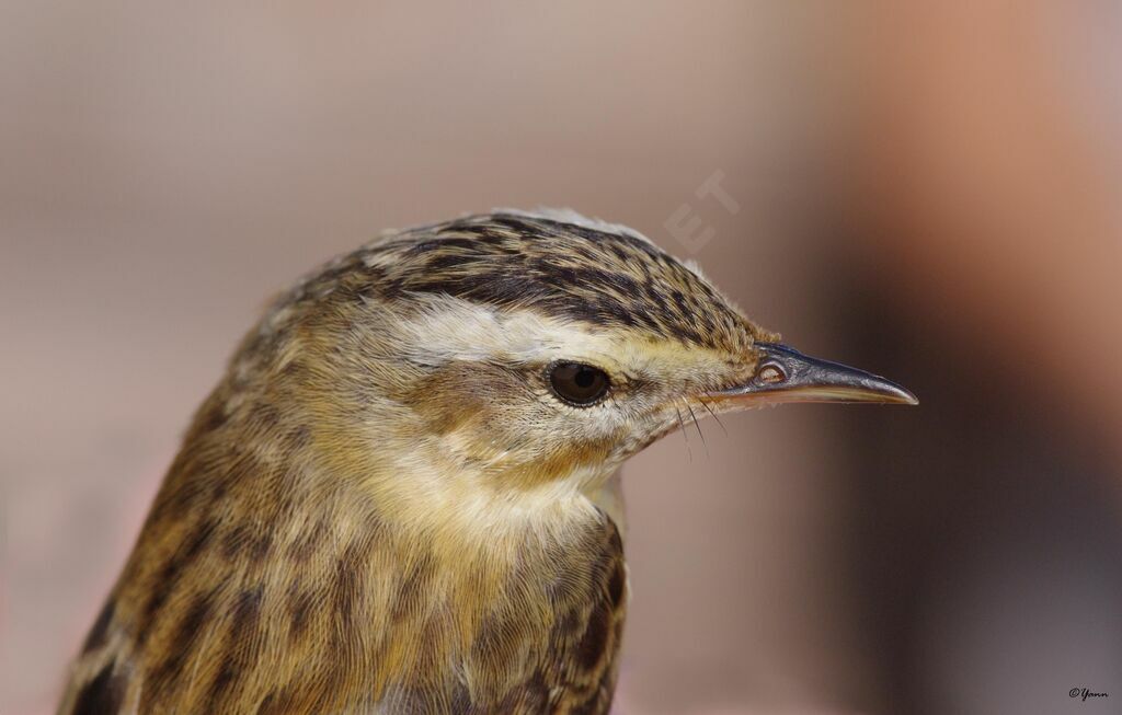 Sedge Warbler