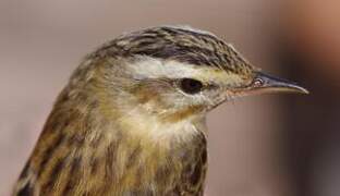 Sedge Warbler