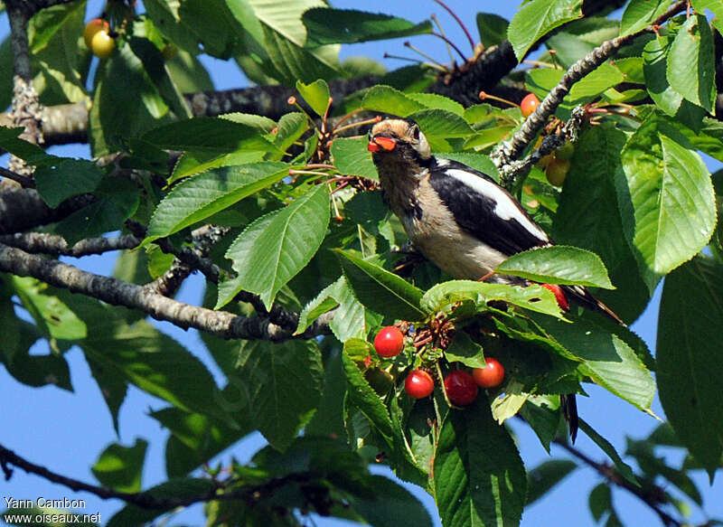 Great Spotted Woodpecker female adult breeding, feeding habits