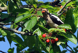 Great Spotted Woodpecker