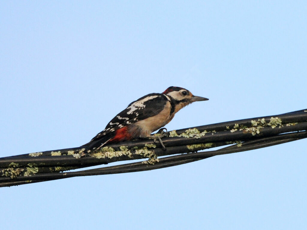 Great Spotted Woodpecker