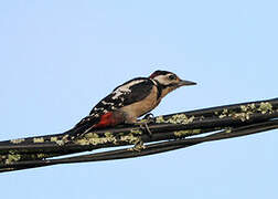 Great Spotted Woodpecker