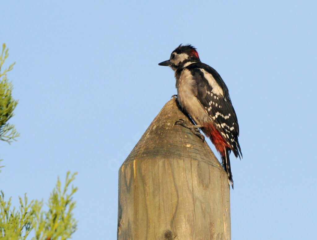 Great Spotted Woodpecker