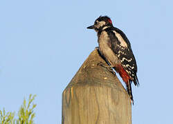 Great Spotted Woodpecker